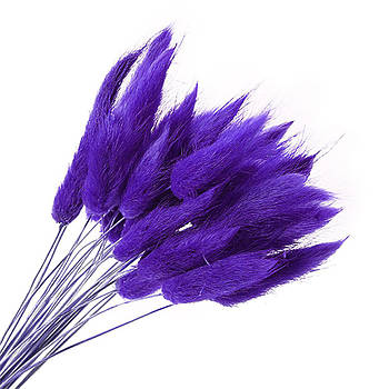 Лагурус фіолетовий 60 см, ~100 шт