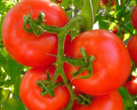 Насіння томату Ольга F1, 10 сем — ранній, червоний, детермінантний, круглий, Hazera, фото 2