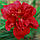 Лілейник Double Firecracker, фото 3