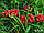 Лілейник Double Firecracker, фото 4