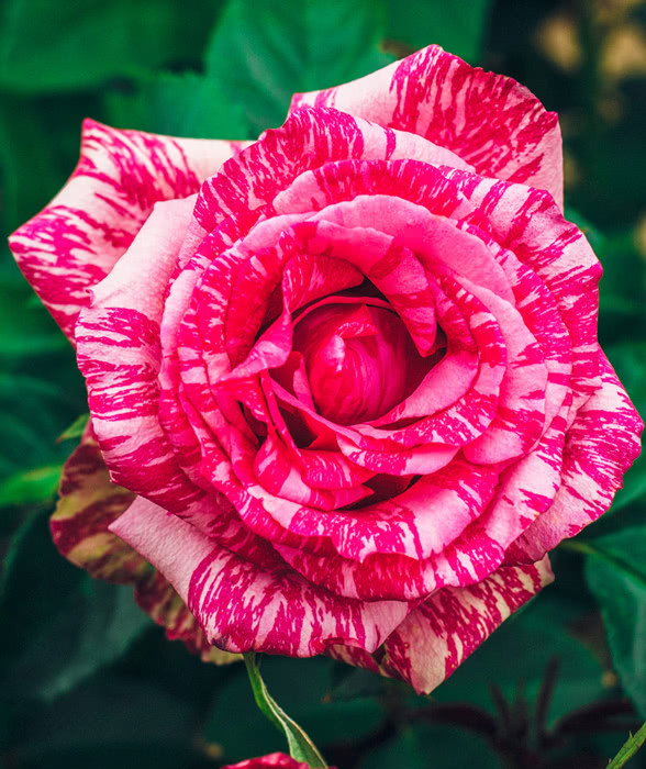 Роза Pink Intuition (Пинк Интуишн) чайно-гибридная 1 саженец - фото 2 - id-p1118441552