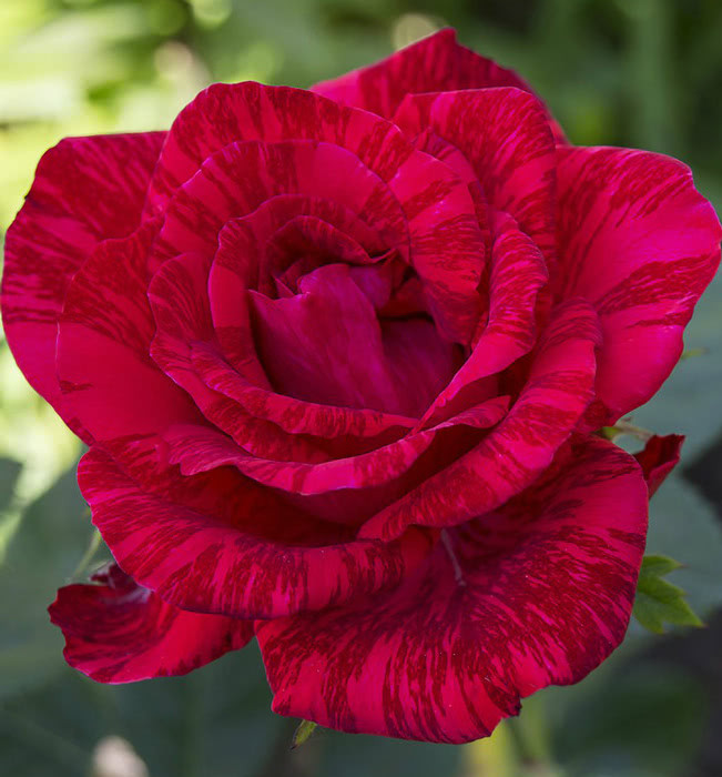 Роза Red Intuition (Ред Интуишн) чайно-гибридная 1 саженец - фото 3 - id-p1118441553