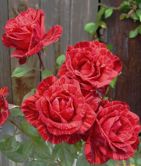 Роза Red Intuition (Ред Интуишн) чайно-гибридная 1 саженец - фото 4 - id-p1118441553