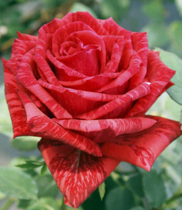 Роза Red Intuition (Ред Интуишн) чайно-гибридная 1 саженец - фото 5 - id-p1118441553