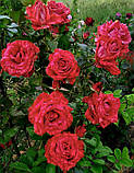 Роза Red Intuition чайно-гібридна 1 саджанець, фото 6