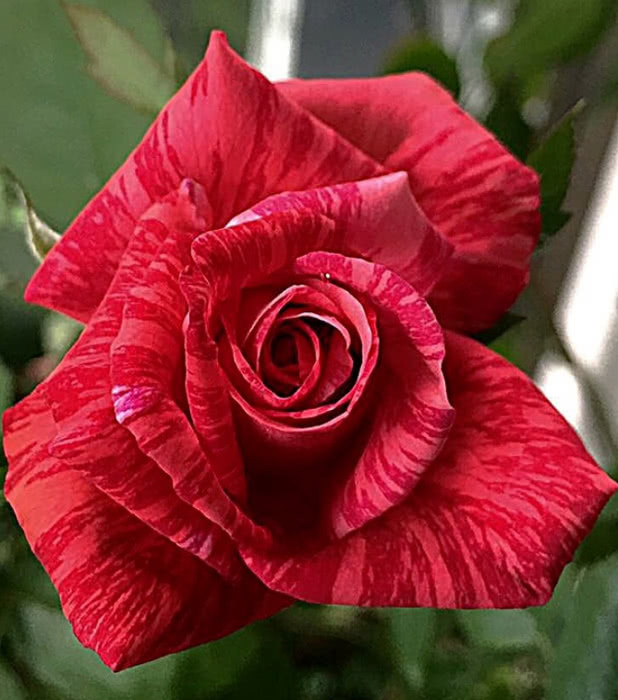 Роза Red Intuition (Ред Интуишн) чайно-гибридная 1 саженец - фото 7 - id-p1118441553