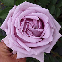 Роза Indigoletta (Индиголетта) плетистая 1 саженец