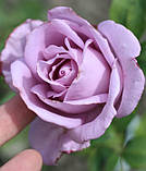 Троянда Indigoletta (Індиголетта) плетиста 1 сажінець, фото 5