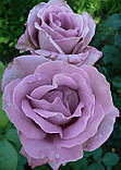 Троянда Indigoletta (Індиголетта) плетиста 1 сажінець, фото 6