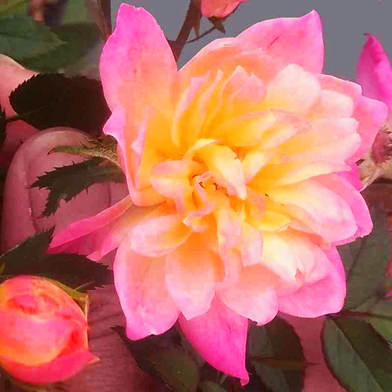 Троянда бордюрна Тріколор Фейрі / С1,5 / Rosa Tricolor Fairy