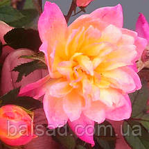 Троянда бордюрна Тріколор Фейрі / Rosa Tricolor Fairy, фото 3