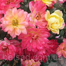 Троянда бордюрна Тріколор Фейрі / Rosa Tricolor Fairy, фото 4