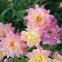 Троянда бордюрна Тріколор Фейрі / Rosa Tricolor Fairy, фото 5