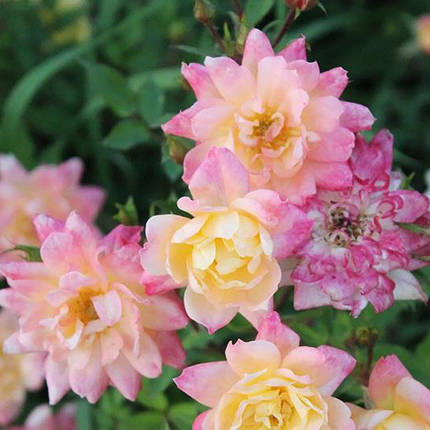Троянда бордюрна Тріколор Фейрі / С1,5 / Rosa Tricolor Fairy, фото 2