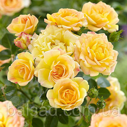Троянда бордюрна Еллоу Фейрі / Rosa polyantha Yellow Fairy, фото 1