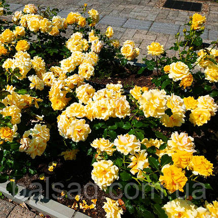 Троянда бордюрна Еллоу Фейрі / Rosa polyantha Yellow Fairy, фото 3