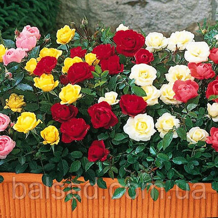 Троянда бордюрна Еллоу Фейрі / Rosa polyantha Yellow Fairy, фото 4