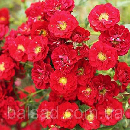 Троянда бордюрна Рот зе Фейрі / Rosa Rote the Fairy, фото 4