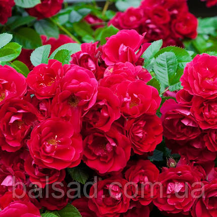 Троянда бордюрна Рот зе Фейрі / Rosa Rote the Fairy, фото 1