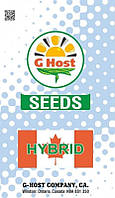 Семена кукурузы G Host GS115B34 ФАО 340