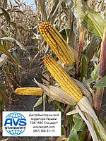 Насіння кукурудзи Андрес ФАО 350 врожайність 130ц/га. Гібрид кукурудзи АНДРЕС стійкий до спеки, волога 15-16%, фото 5
