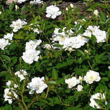 Троянда бордюрна Вайт Фейрі / Rosa polyantha White Fairy