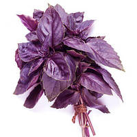 Базилік Дарк Перпл, 10 гр., фіолетовий