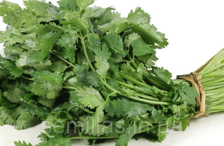 Коріандр Лонг Стендінг, 250 гр., кущовий