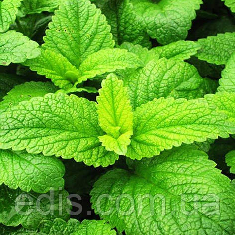 Меліса Лимонна 0,2 г, насіння Яскрава, фото 1