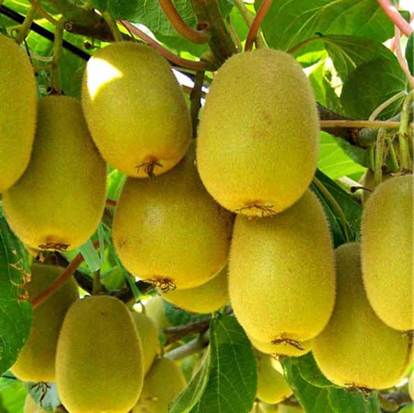 Саджанці ківі ТОМУРІ термін дозрівання кінець травня, фото 1