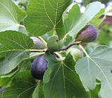 Саджанці інжиру BREVA середнього терміну дозрівання, фото 2