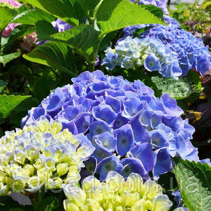 Гортензія крупнолиста Боденсі / Р12 / Hydrangea Bodensee, фото 3