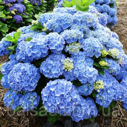 Гортензія крупнолиста Боденсі / Р12 / Hydrangea Bodensee, фото 4