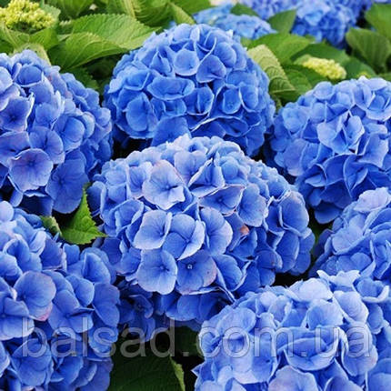 Гортензія крупнолиста Боденсі / Р12 / Hydrangea Bodensee, фото 1