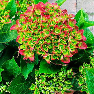 Гортензія Грюнс Геволб / С3 / Hydrangea Grünes Gewölbe, фото 2