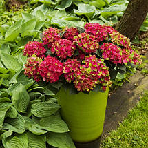 Гортензія Грюнс Геволб / С3 / Hydrangea Grünes Gewölbe, фото 3