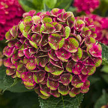 Гортензія Грюнс Геволб / С3 / Hydrangea Grünes Gewölbe, фото 4