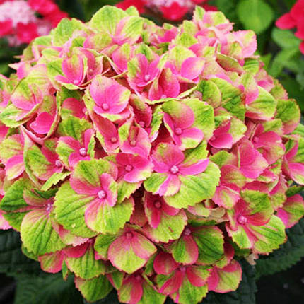 Гортензія Грюнс Геволб / С3 / Hydrangea Grünes Gewölbe, фото 1