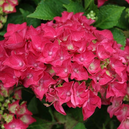 Гортензія крупнолиста Хот Ред / h 20-30 / Hydrangea Hot Red, фото 2