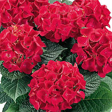 Гортензія крупнолиста Хот Ред / h 20-30 / Hydrangea Hot Red