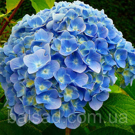 Гортензія крупнолиста Нікко Блю / Р12 / Hydrangea Nikko Blue, фото 1