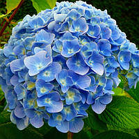 Гортензия крупнолистная Никко Блю / С3 / Hydrangea Nikko Blue