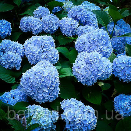 Гортензія крупнолиста Нікко Блю / Р12 / Hydrangea Nikko Blue, фото 3