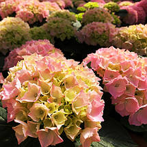 Гортензія Пінк Сенсейшн / Р12 / Hydrangea Pink Sensation, фото 3