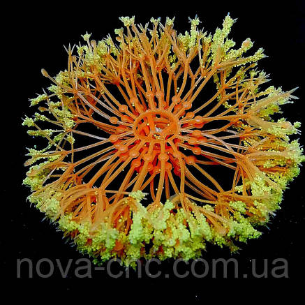 Пластикові серединки для великих квітів помаранчеві з жовтими кінчиками упаковка 10 штук, фото 2