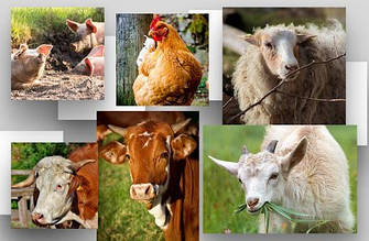 Вакцини для сільськогосподарських тварин