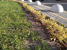 Крапельний полив