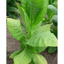 Насіння тютюн Герцеговина Флор 0.1 г Agromaksi