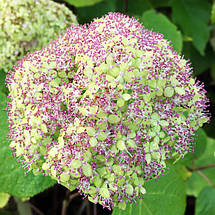 Гортензія деревоподібна Лайм Рікі / С5 / Hydrangea Lime Rickey, фото 5