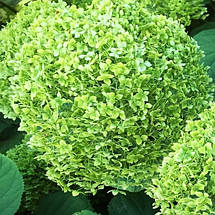 Гортензія деревоподібна Лайм Рікі / С5 / Hydrangea Lime Rickey, фото 3